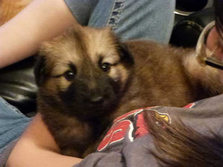 chinook dog